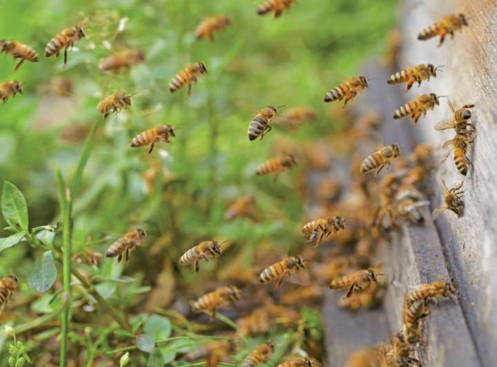 Apiculture : 3 millions d’euros d’aide aux professionnels