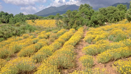 Cuture d'immortelle corse ou hélichryse italienne