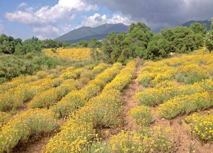 Cuture d'immortelle corse ou hélichryse italienne