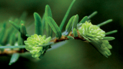 Bourgeon de cèdre