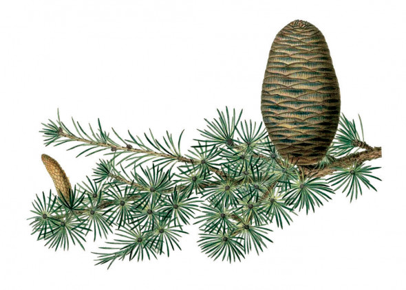 Cèdre du liban (cedrus libani)