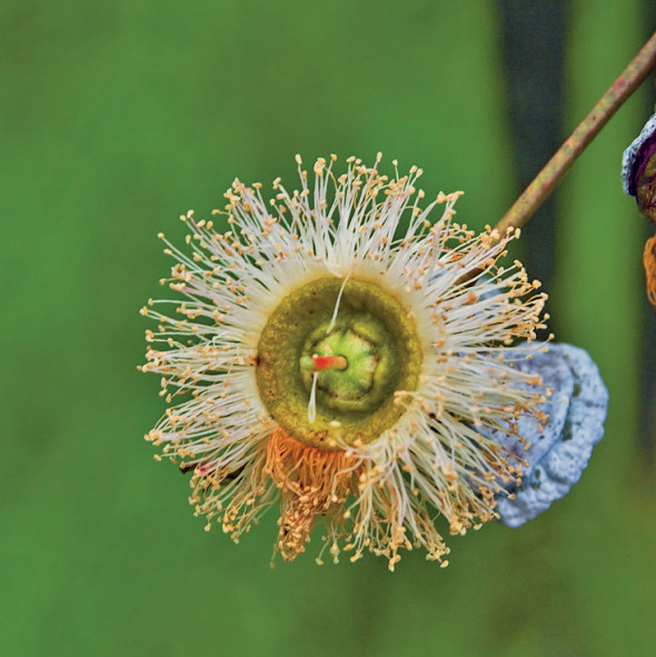 Quel eucalyptus pour mes bronches ? - Plantes et Santé