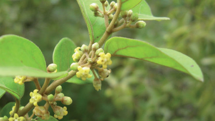 Gymnéma, Gymnema sylvestris