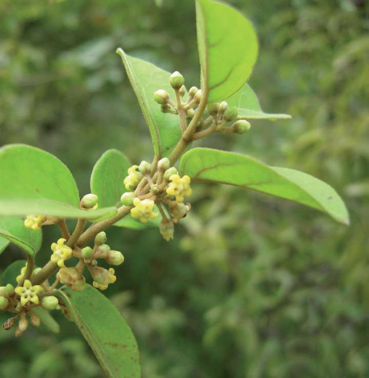 Gymnéma, Gymnema sylvestris