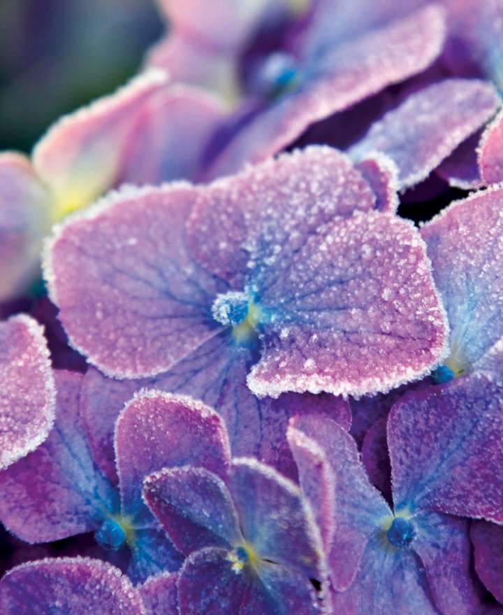 Hydrangea