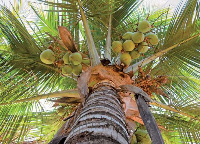 Noix de coco