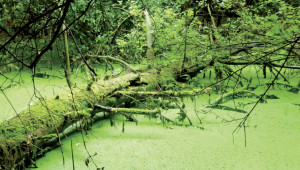 Lentille d'eau