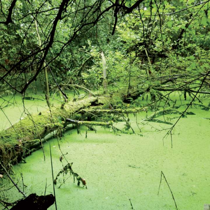 Lentille d'eau