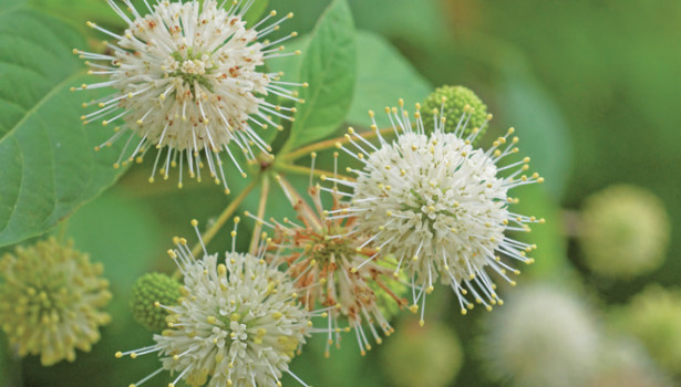 Le bois-bouton, Cephalanthus occidentalis