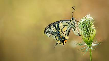 Machaon