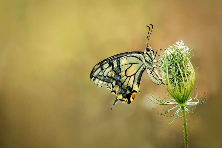 Machaon