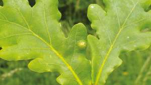 Soigner un panaris avec les plantes