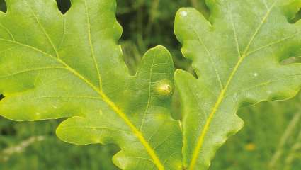 Soigner un panaris avec les plantes