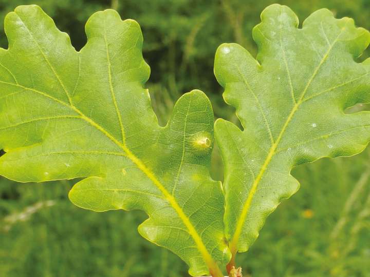 Soigner un panaris avec les plantes