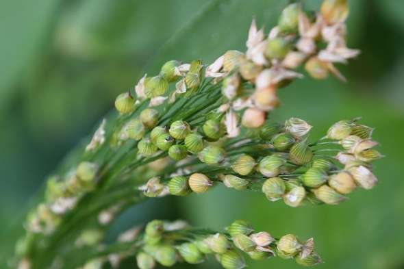 Millet (Panicum miliaceum)