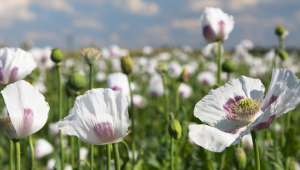 Papaver somniferum