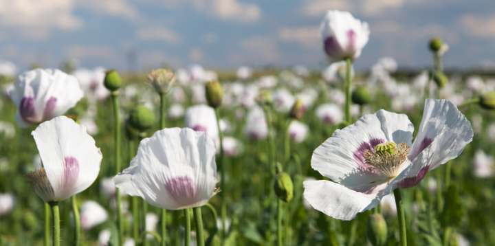 Papaver somniferum