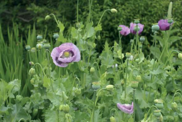 Pavot d'orient (Papaver somniferum)