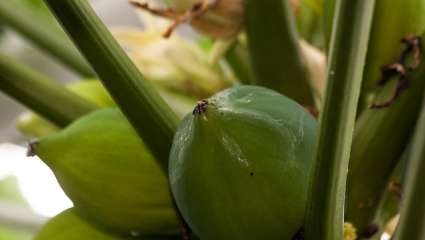 Papayer (Carica Papaya)