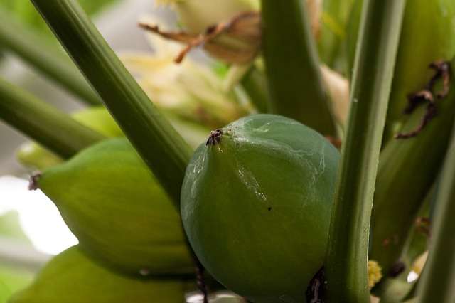 Papayer (Carica Papaya)