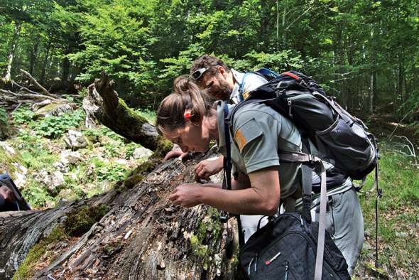 Géraldine Costes, garde-monitrice du parc national des Cévennes, en prospection naturaliste afin d’identifier des lichens dans une forêt du massif de l’Aigoual.