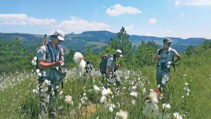 Inventaire floristique dans une petite zone humide alcaline sur la commune d’Ispagnac (Lozère), dans le cadre de son Atlas de la biodiversité communale. Cette zone abrite de nombreuses linaigrettes à feuilles larges.