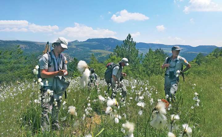 Inventaire floristique dans une petite zone humide alcaline sur la commune d’Ispagnac (Lozère), dans le cadre de son Atlas de la biodiversité communale. Cette zone abrite de nombreuses linaigrettes à feuilles larges.