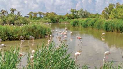 Le parc régional, réserve naturelle camarguaise