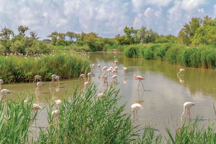 Le parc régional, réserve naturelle camarguaise