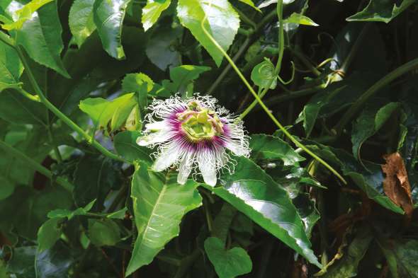 Passiflora edulis f