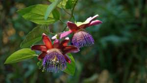 La passiflore, une des plus vieilles plantes à fleurs