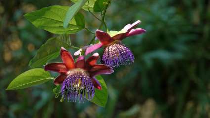 La passiflore, une des plus vieilles plantes à fleurs
