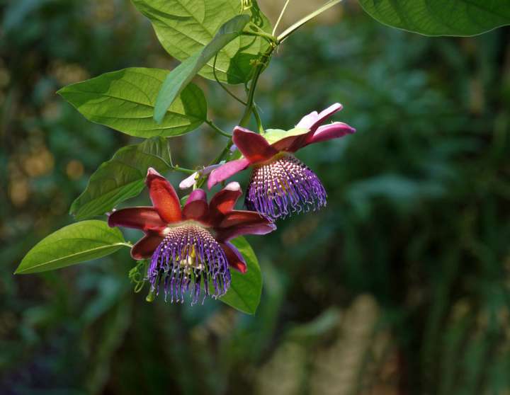 La passiflore, une des plus vieilles plantes à fleurs