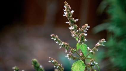 L'huile essentielle de patchouli, une circulation tonique !