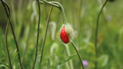 Soulager un torticolis naturellement