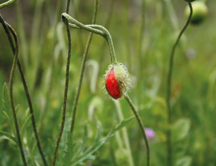 Soulager un torticolis naturellement