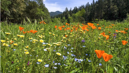 Les fleurs, bien plus anciennes que ce que l’on pensait