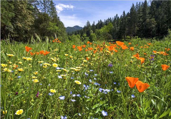 Les fleurs, bien plus anciennes que ce que l’on pensait