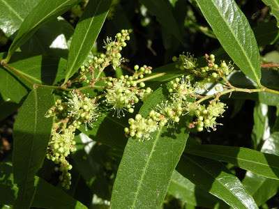 Myrcia salicifolia