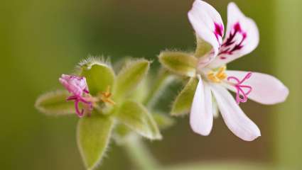 Covid-19 : Les huiles essentielles de géranium et de citron en prévention