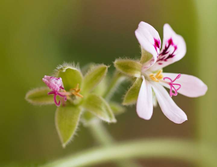 Covid-19 : Les huiles essentielles de géranium et de citron en prévention