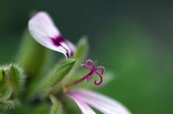 géranium rosat