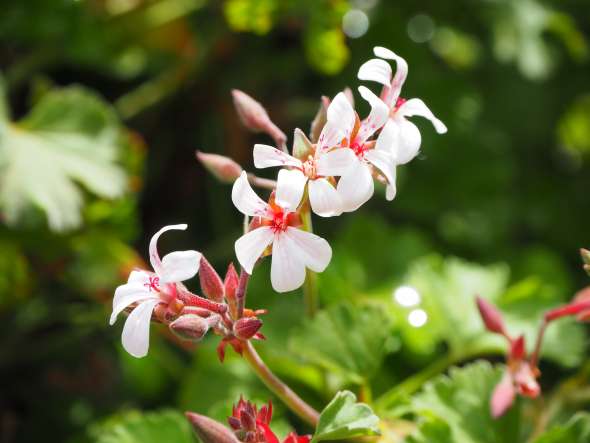 Pelargonium graveolens