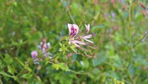 Géranium rosat