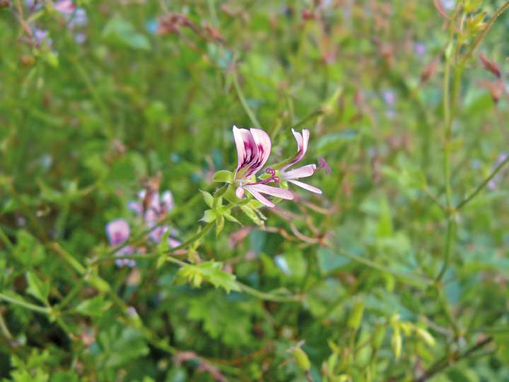 Géranium rosat