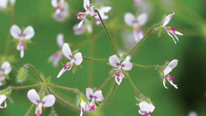 Le pélargonium évincé des compléments alimentaires