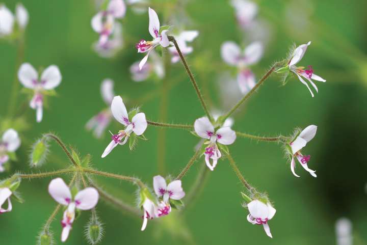 Le pélargonium évincé des compléments alimentaires