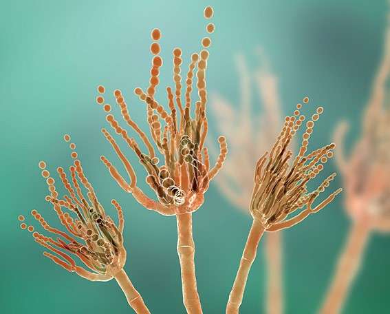 La pénicilline est tirée d'une moisissure, portant le nom de Penicillium