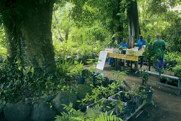 Certaines pépinières, comme ici à Pointe-Noire, proposent des plants de plantes doliprane, que les gens font ensuite pousser dans leur jardin. 