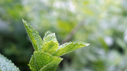 Menthe poivrée, plante médicinale